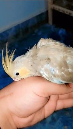 gray and yellow gray cockatiels