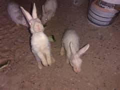 8 rabbits adults male female