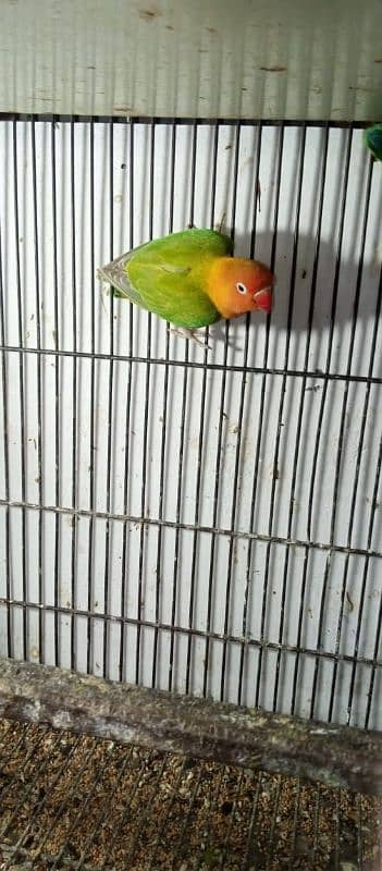 green opline and fisher 2  breeder pair for sale 0