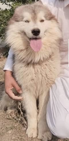 bohat acha dog hay. . age almost 10 month. . whatssp no 03009889500