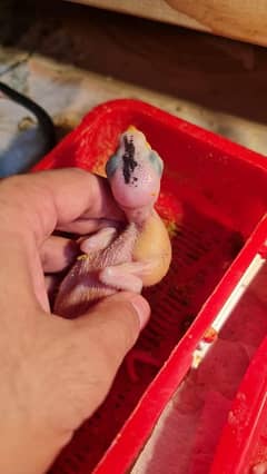 raw baby chick