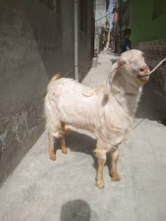 Qurbani