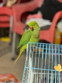 green parrot 4 months old