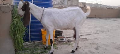 Doodh wali bakri