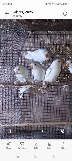 lovebird pathy,  exhibition bujri cocktail shaftail finch pied dove