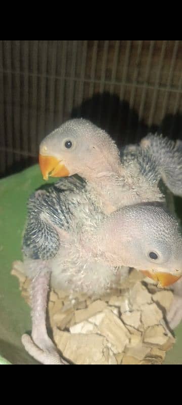 raw parrot chiks