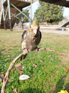 Cockatiel Chick HAND TAM Trained