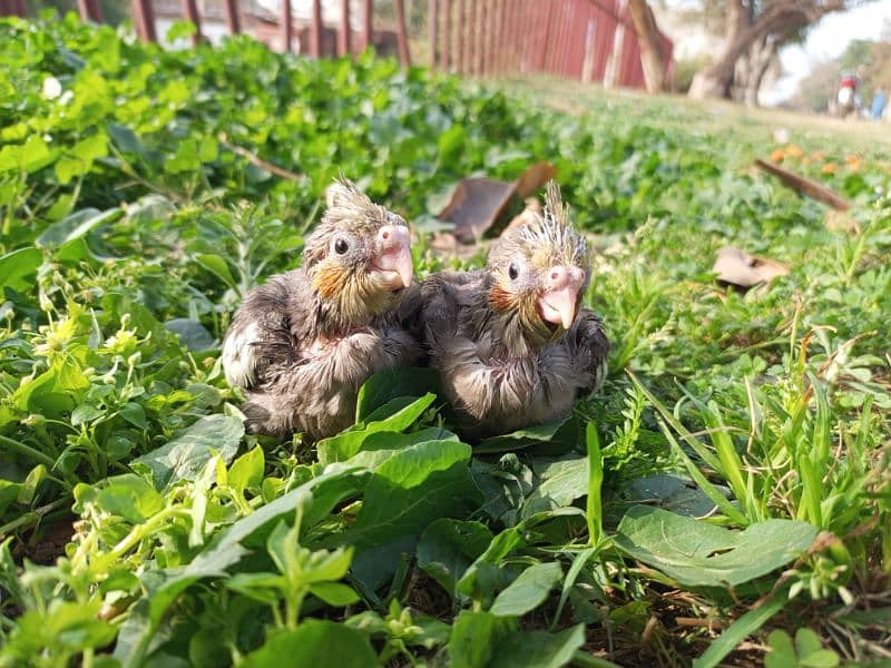 cockatiel chicks hand tam 2pc 2