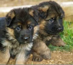 German Shepherd puppy for sell