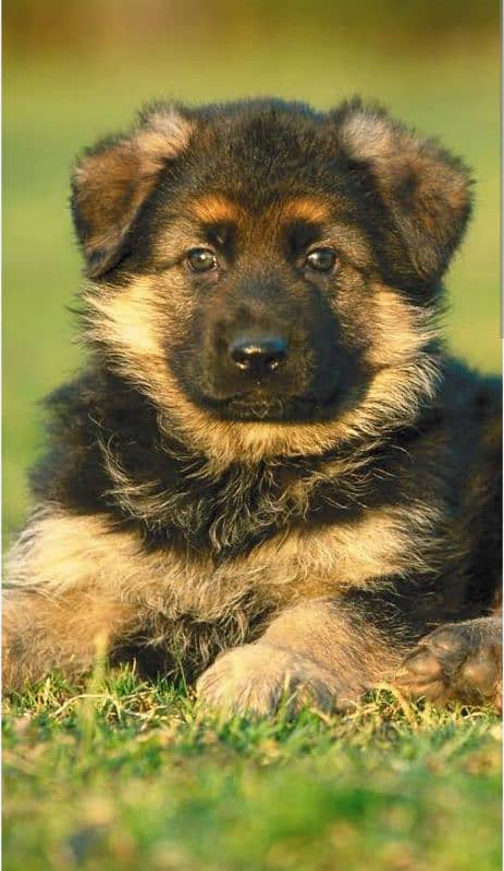 German Shepherd puppy for sell 1