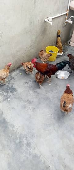 ma hen sell kar raya hon