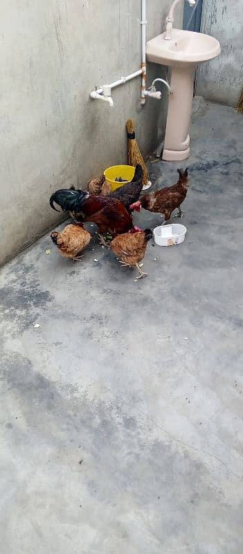 ma hen sell kar raya hon 1