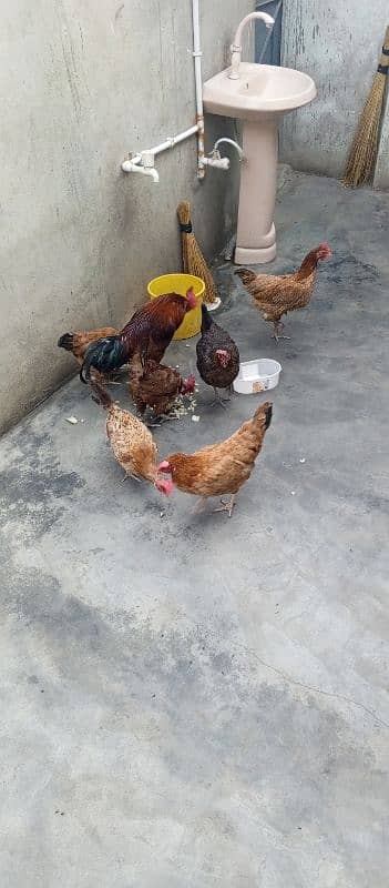 ma hen sell kar raya hon 5