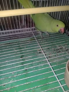 Green Ring nick baby parrot