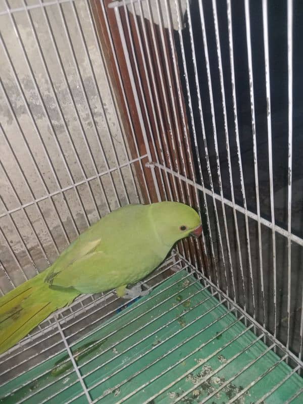 Green Ring nick baby parrot 1