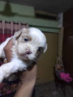 Shihtzu puppies