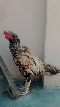 Aseel Sindhi murga for sale urgent sale