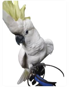 Cockatoo For Sale