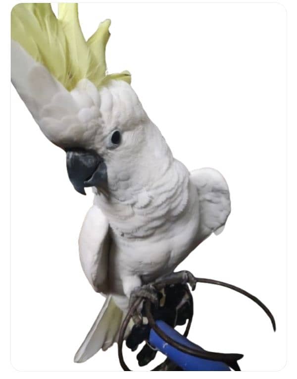 Cockatoo For Sale 0