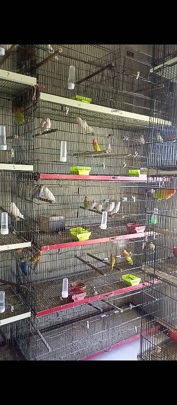 lovebird set up for sale 1