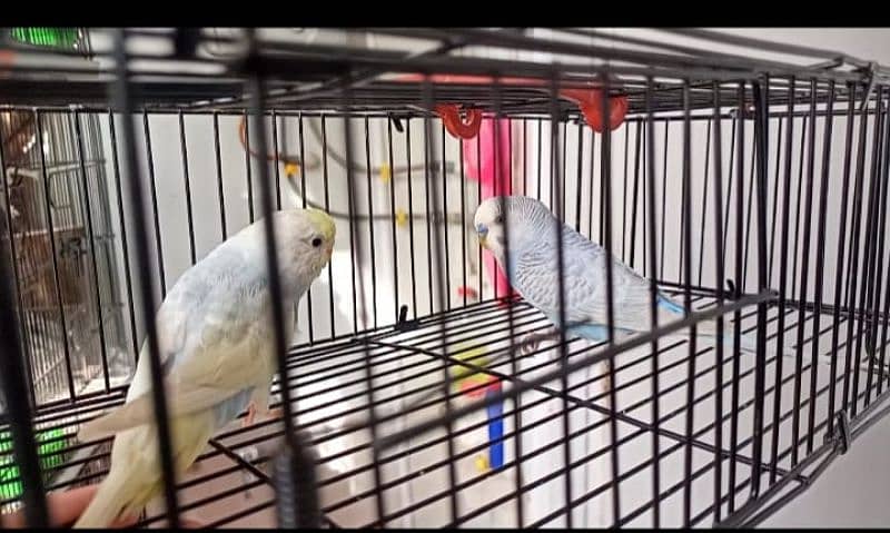 Australian budgie 0