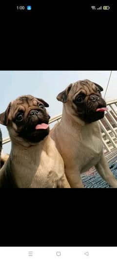 Pug pair