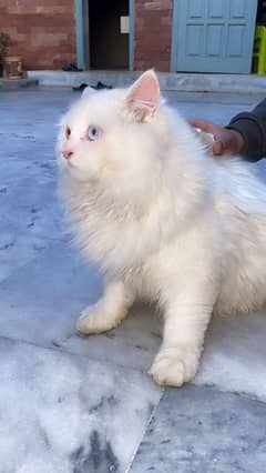 7 Months Old . . Odd Eyes White  Persian Cat