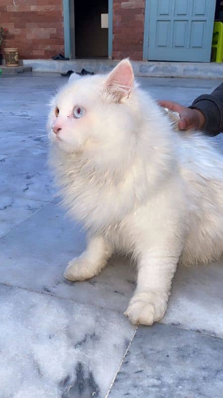 7 Months Old . . Odd Eyes White  Persian Cat 0