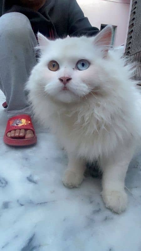 7 Months Old . . Odd Eyes White  Persian Cat 1