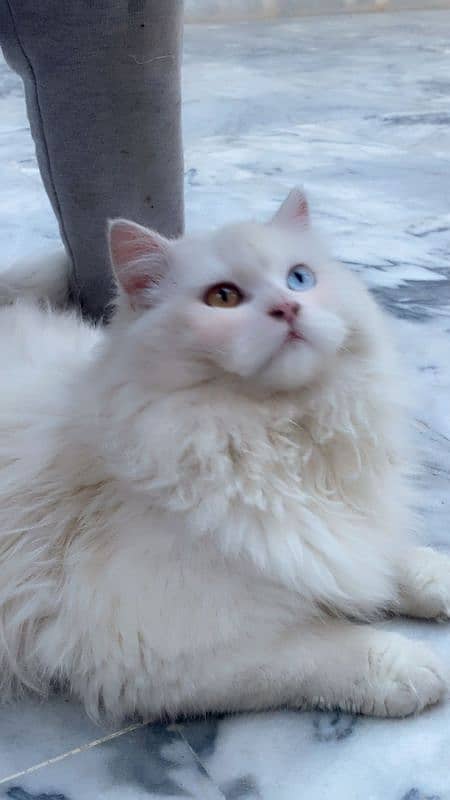 7 Months Old . . Odd Eyes White  Persian Cat 2