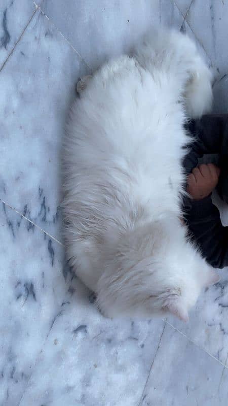 7 Months Old . . Odd Eyes White  Persian Cat 3