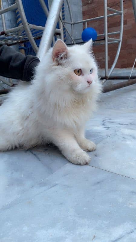 7 Months Old . . Odd Eyes White  Persian Cat 4