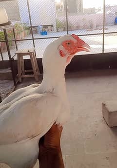 Heera/Hera/Hira females and males and chicks available for sale