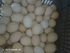 Desi Eggs  ek darjan price 480