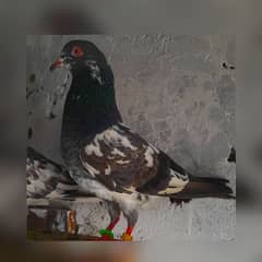 pigeon kamagar dabwali male 03224690184 ?