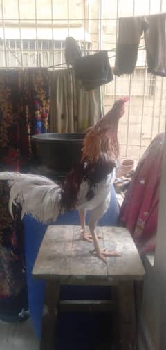 Murgha Hen