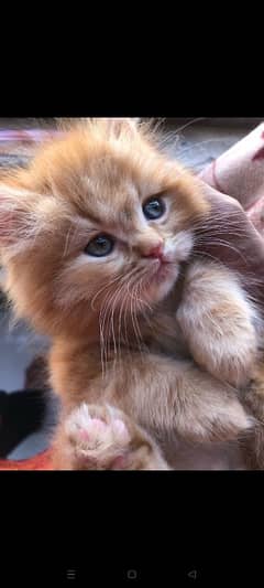 ginger male kitten semi punch face long coated