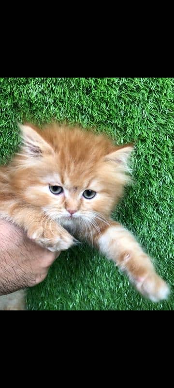 ginger male kitten semi punch face long coated 1