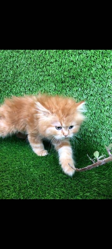 ginger male kitten semi punch face long coated 2