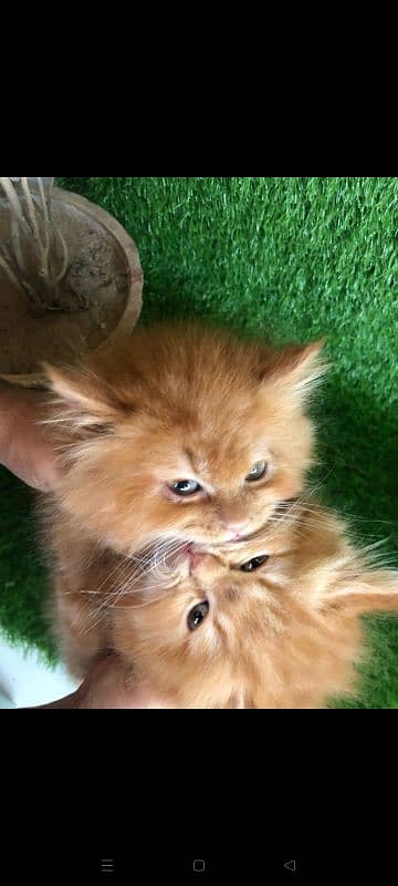 ginger male kitten semi punch face long coated 3