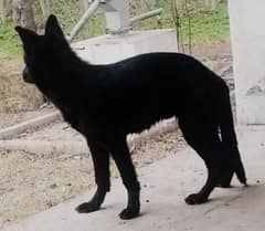 Pure black German shepherd