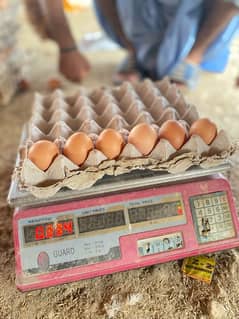 Lohman Hen Fresh Eggs