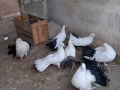 Best quality breader pigeons fancy