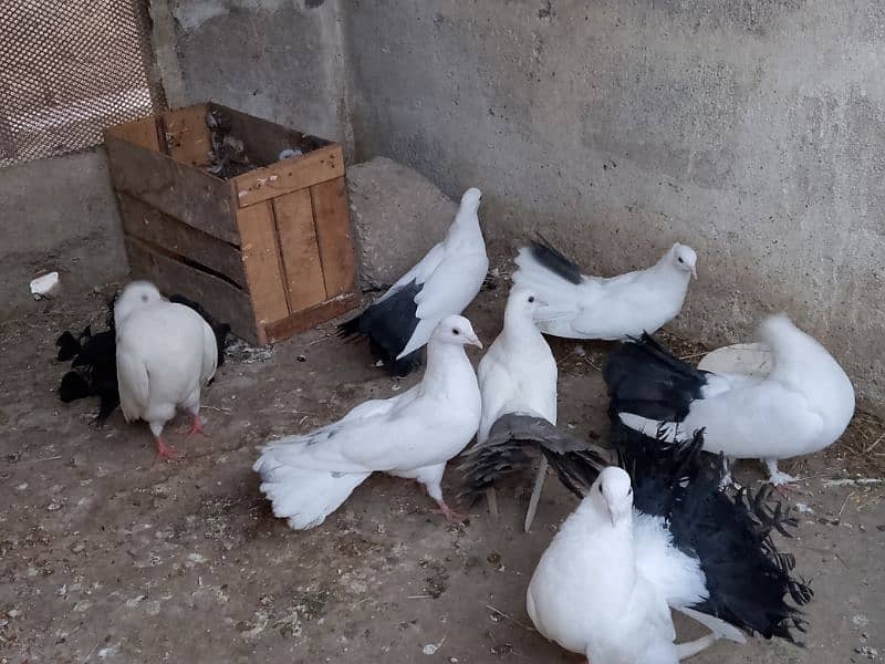 Best quality breader pigeons fancy 0