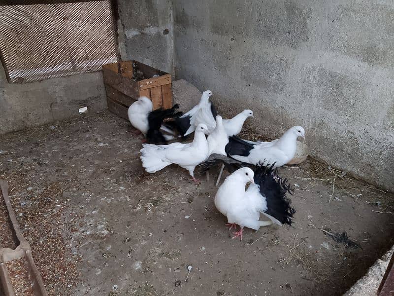 Best quality breader pigeons fancy 1