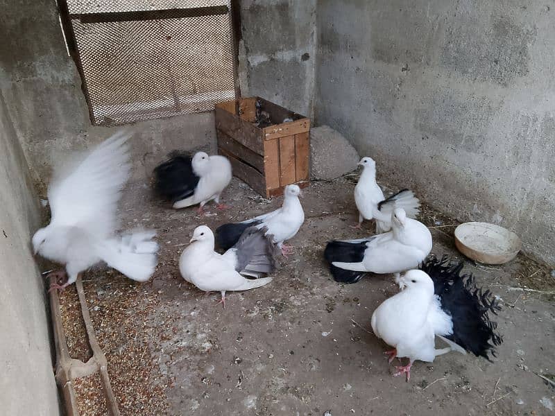 Best quality breader pigeons fancy 2