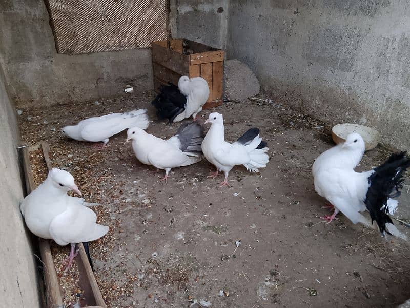 Best quality breader pigeons fancy 3