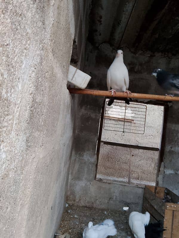 Best quality breader pigeons fancy 4