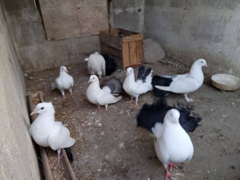 Best quality breader pigeons fancy 5