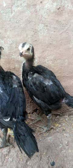 Thai chicks loker for sale game bird for sale